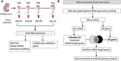 Genome-wide profiling of miRNA-gene regulatory networks in mouse postnatal heart development—implications for cardiac regeneration